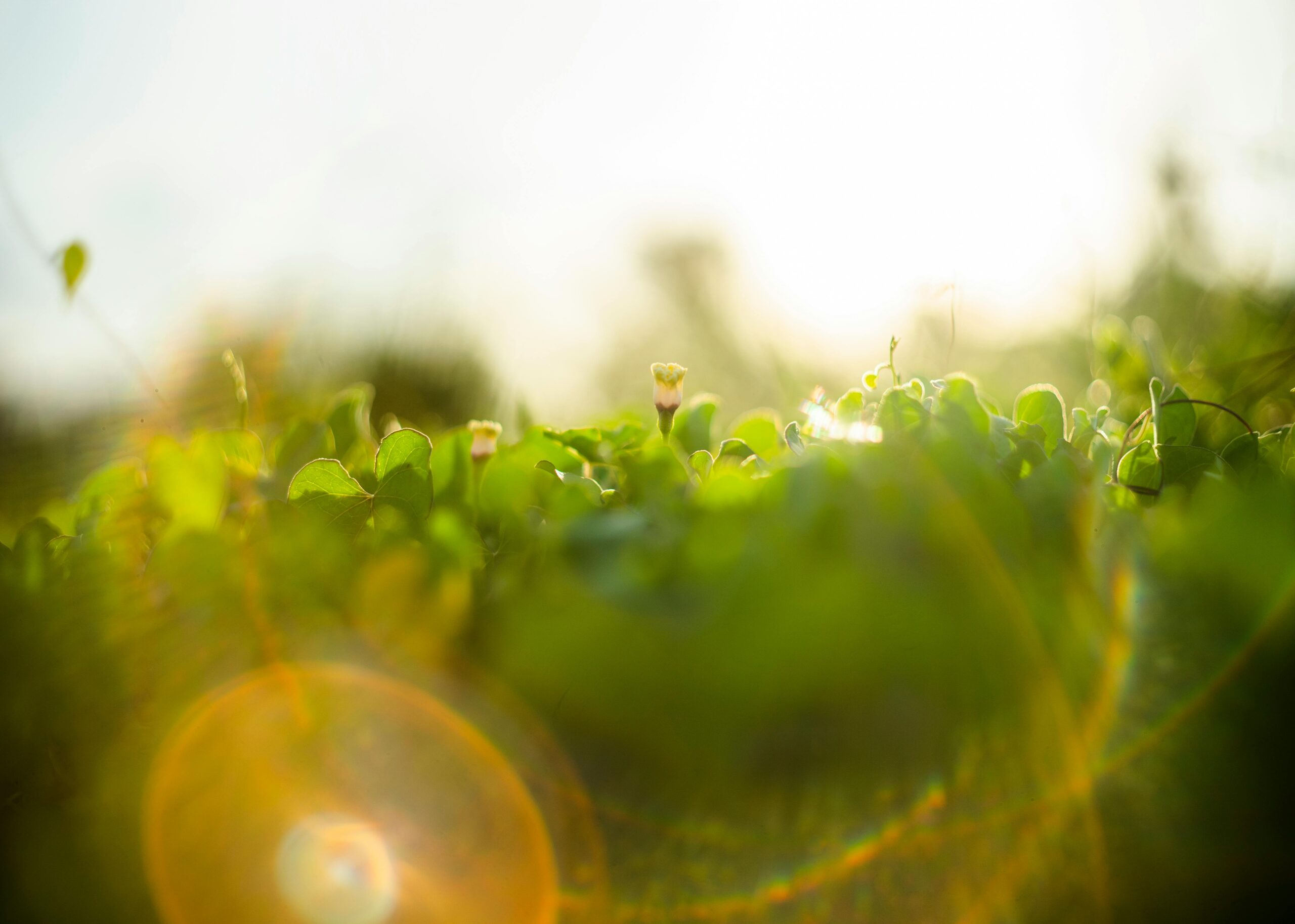 Ilustrasi kode bokeh di browser