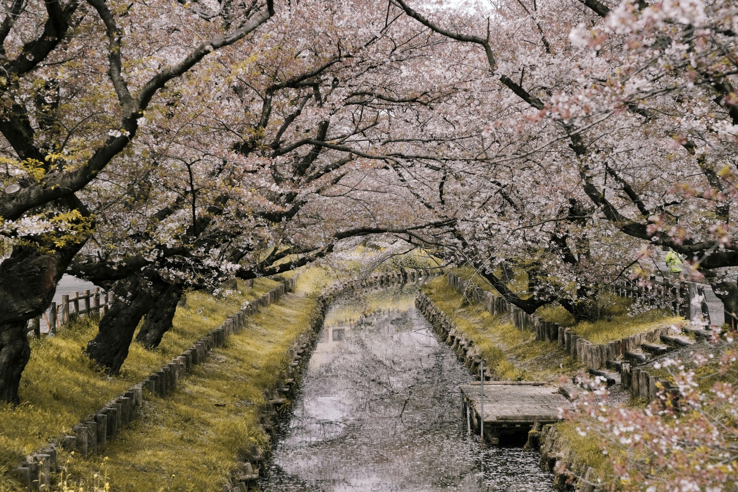 Ilustrasi streaming bokev japan tanpa sensor
