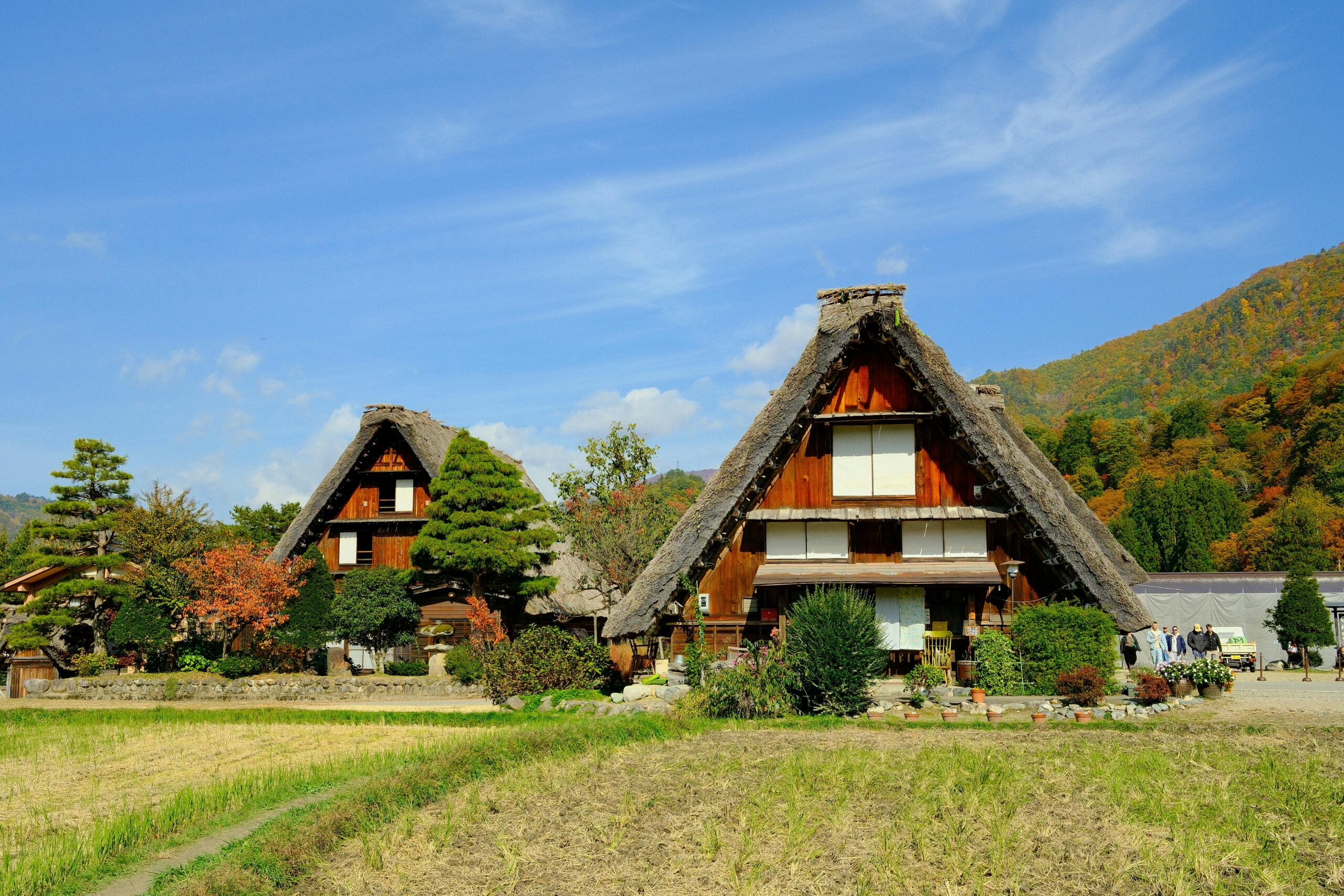 Ilustrasi review bokev japan malam ini